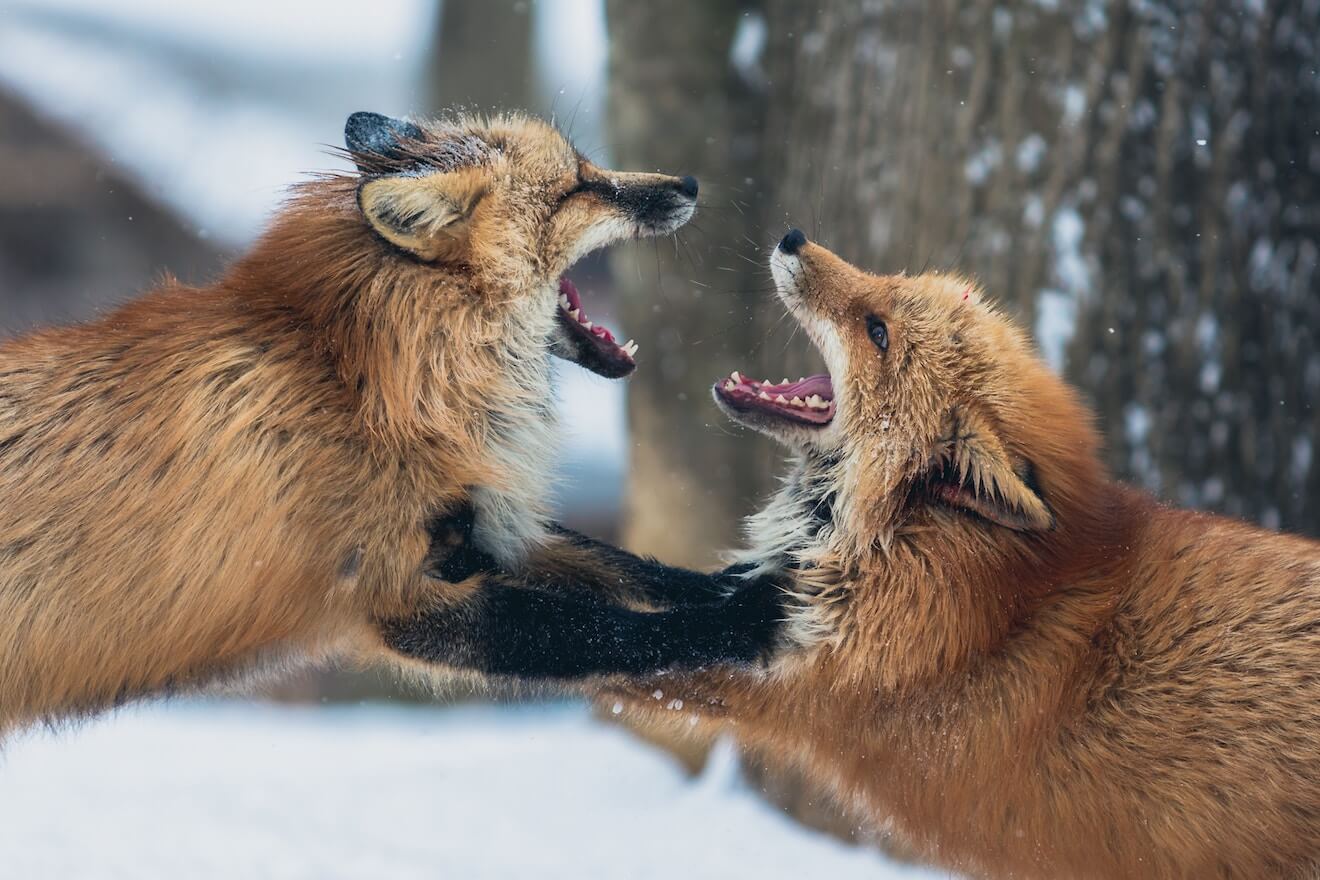 Two foxes fighting in a snowy forest