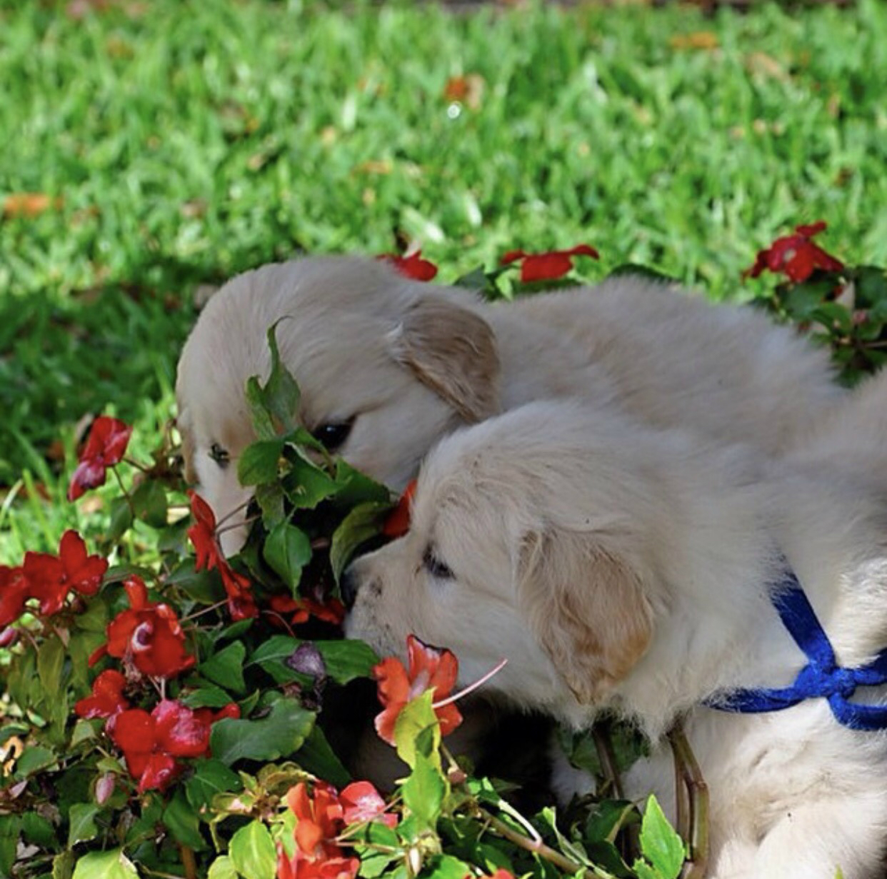 puppies sniffing flowers