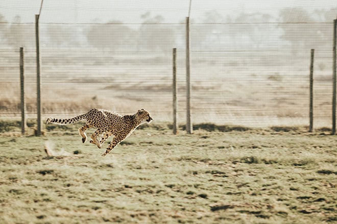 Running cheetah